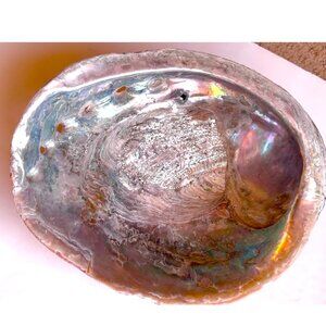 ABALONE SEA SHELL